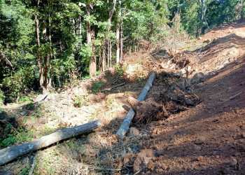 Trees felled in hilly terrain sans Forest department’s nod